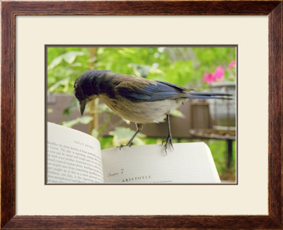 Blue Bird And Aristotle by Dave Palmer Pricing Limited Edition Print image