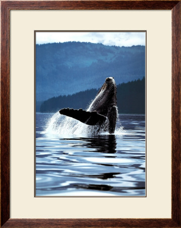 Humpback Whale by Art Wolfe Pricing Limited Edition Print image