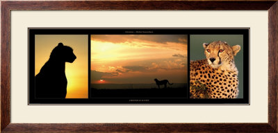 Cheetah At Sunset by Michel & Christine Denis-Huot Pricing Limited Edition Print image