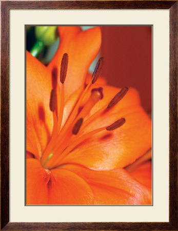 London Lily by Katy Parks Wilson Pricing Limited Edition Print image