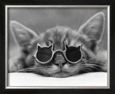 Kool Kat I by David Mcenery Pricing Limited Edition Print image