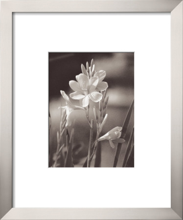 Pink Jasmine by Matera Pricing Limited Edition Print image