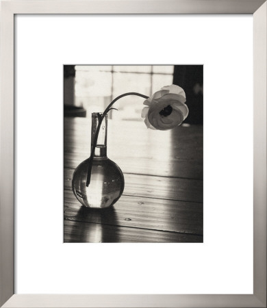Ranunculus, C.1997 by James Pitts Pricing Limited Edition Print image