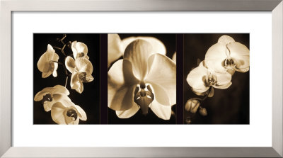 Orchid Trio by Caroline Kelly Pricing Limited Edition Print image