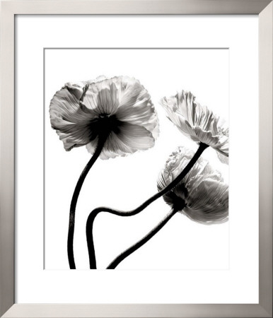 Three Poppies by Stephane De Bourgies Pricing Limited Edition Print image