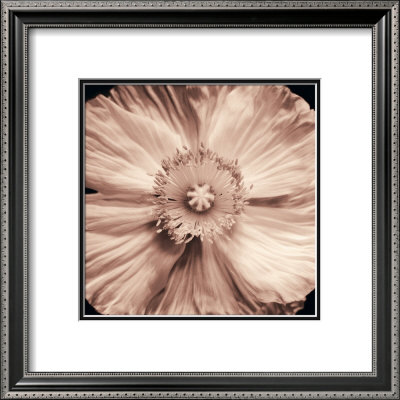 Poppy Blush by Julie Greenwood Pricing Limited Edition Print image
