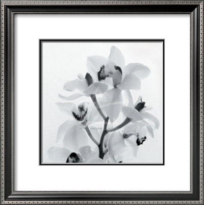 Orchid Spray I by Tom Artin Pricing Limited Edition Print image