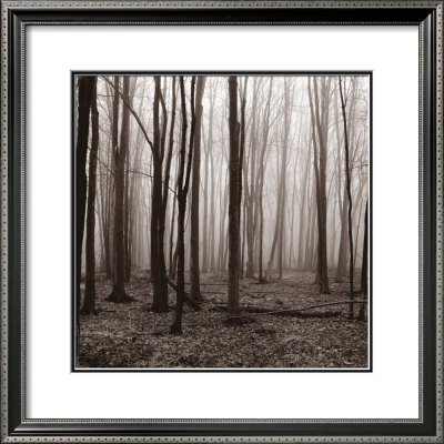 Winter Woods by Erin Clark Pricing Limited Edition Print image