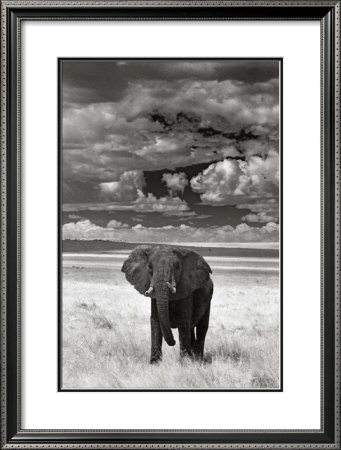 Lone Elephant by Andy Biggs Pricing Limited Edition Print image
