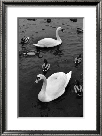 Swans And Ducks by Bill Perlmutter Pricing Limited Edition Print image