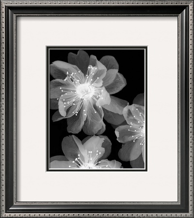 Luminous by Haya Gil Pricing Limited Edition Print image