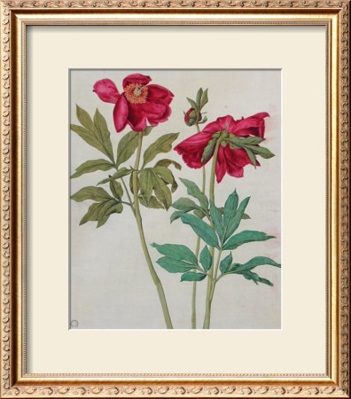 Peonies by Albrecht Dürer Pricing Limited Edition Print image