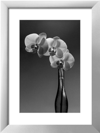 Phalaenopsis, 1998 by Montclair Valentine Pricing Limited Edition Print image