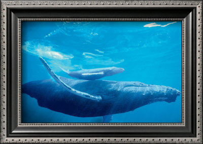 Humpback Mother And Calf by Michael S. Nolan Pricing Limited Edition Print image