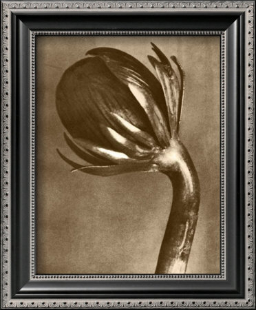 Sepia Botany Study Vi by Karl Blossfeldt Pricing Limited Edition Print image