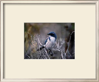 Scrub Jay by Joseph Wolf Pricing Limited Edition Print image