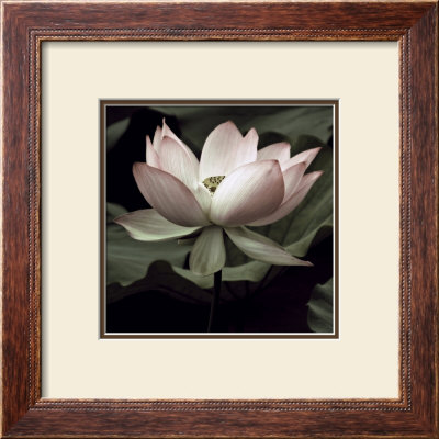 The Lotus I by Andy Neuwirth Pricing Limited Edition Print image