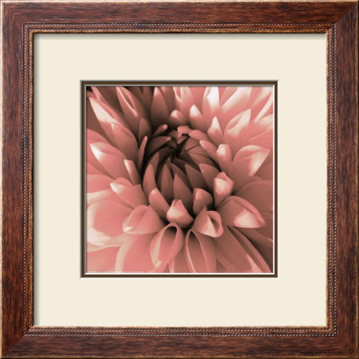 Pink Dahlia by Shawn Kapitan Pricing Limited Edition Print image