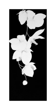 Orchid Drop by Sang-Geun Cho Pricing Limited Edition Print image