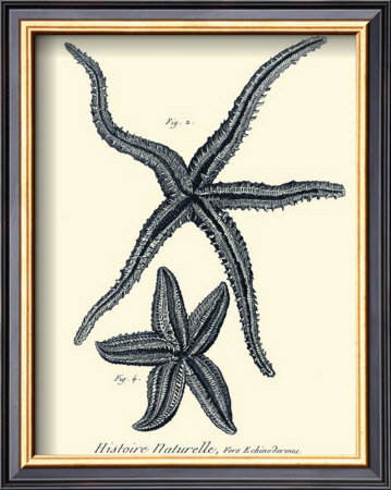 Indigo Starfish Ii by Denis Diderot Pricing Limited Edition Print image