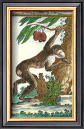 Monkey, Magot No. 360 by Thomas Bell Pricing Limited Edition Print image