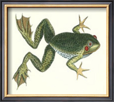 African Bull Frog by George Shaw Pricing Limited Edition Print image