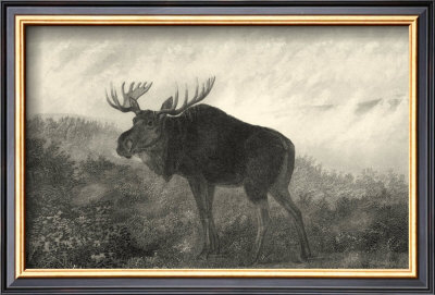 American Moose by R. Hinshelwood Pricing Limited Edition Print image