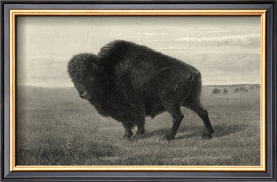 American Bison by R. Hinshelwood Pricing Limited Edition Print image