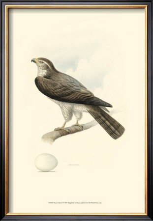 Meyer's Hawk I by Meyer Pricing Limited Edition Print image