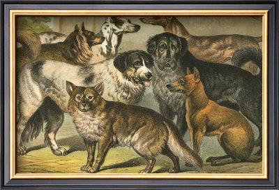 Dog Breeds I by Henry J. Johnson Pricing Limited Edition Print image
