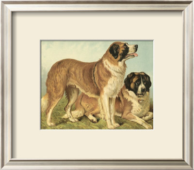 St. Bernard by Vero Shaw Pricing Limited Edition Print image