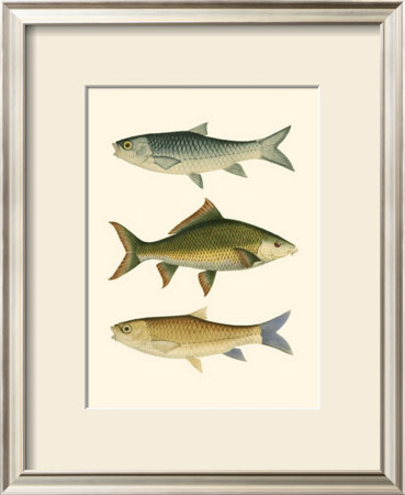 Antique Fish I by Ernest Briggs Pricing Limited Edition Print image