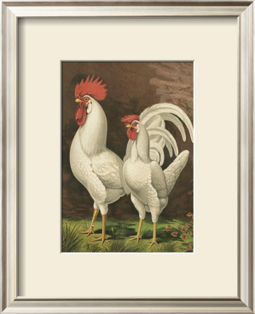 Roosters Vi by Cassell Pricing Limited Edition Print image