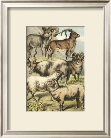Sheep by Henry J. Johnson Pricing Limited Edition Print image