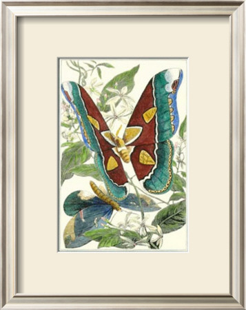 Butterfly Vi by William Henry Pearson Pricing Limited Edition Print image