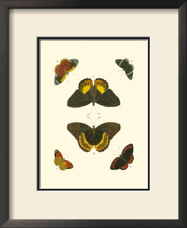 Cramer Butterfly Study I by Pieter Cramer Pricing Limited Edition Print image