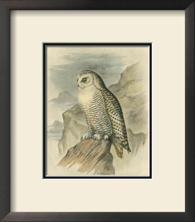 Snowy Owl by F.W. Frohawk Pricing Limited Edition Print image