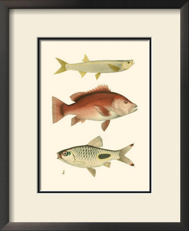Antique Fish Ii by Ernest Briggs Pricing Limited Edition Print image