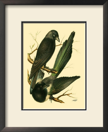 Domestic Bird Family V by W. Rutledge Pricing Limited Edition Print image