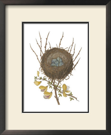 Antique Bird's Nest Ii by James Bolton Pricing Limited Edition Print image