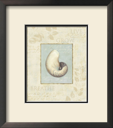 Soothing Words Shells Ii by Lisa Audit Pricing Limited Edition Print image