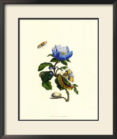 Garden Treasures Vii by Maria Sibylla Merian Pricing Limited Edition Print image