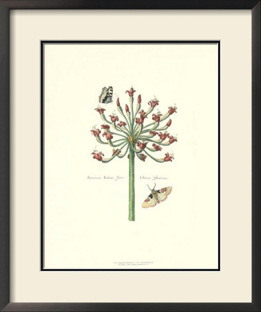 Butterflies And Blossoms I by Johann Theodore De Bry Pricing Limited Edition Print image