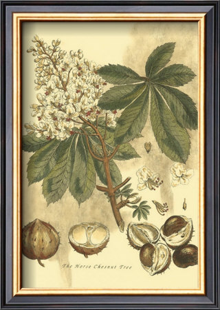 Antique Horse Chestnut Tree by John Miller (Johann Sebastien Mueller) Pricing Limited Edition Print image