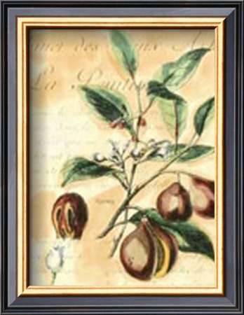 Nutmeg by Walter H. Fitch Pricing Limited Edition Print image