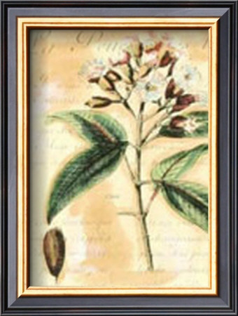 Clove by Walter H. Fitch Pricing Limited Edition Print image