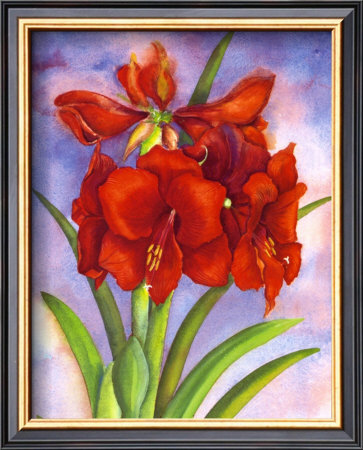 Amaryllis by Jane Edwards Pricing Limited Edition Print image