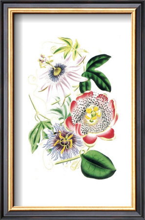 Flowers by Louise Anne Twarmley Pricing Limited Edition Print image