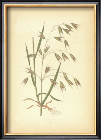 Grasses I by Edward Lowe Pricing Limited Edition Print image