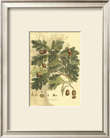 Antique Oak Tree by John Miller (Johann Sebastien Mueller) Pricing Limited Edition Print image